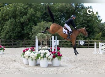 Selle français, Klacz, 5 lat, 167 cm, Gniada