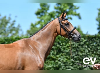 Selle français, Klacz, 5 lat, 167 cm, Gniada