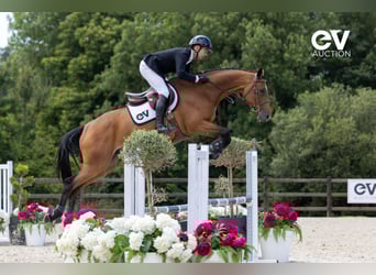 Selle français, Klacz, 5 lat, 167 cm, Gniada