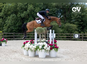 Selle français, Klacz, 5 lat, 167 cm, Gniada