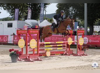 Selle français, Klacz, 5 lat, 168 cm, Kasztanowata