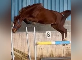 Selle français, Klacz, 6 lat, 160 cm, Kasztanowata