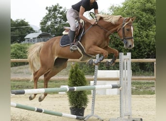 Selle français, Klacz, 6 lat, 162 cm, Kasztanowata