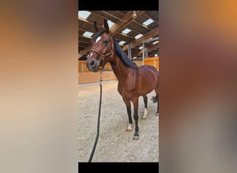 Selle français, Klacz, 6 lat, 163 cm, Gniada