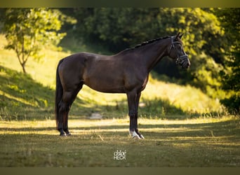 Selle français, Klacz, 6 lat, 164 cm, Ciemnogniada