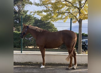 Selle français, Klacz, 7 lat, 165 cm, Ciemnokasztanowata