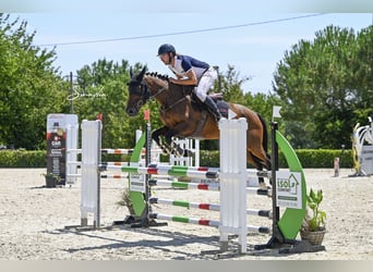Selle français, Klacz, 7 lat, 165 cm, Gniada
