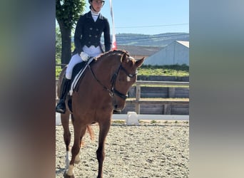 Selle français, Klacz, 7 lat, 166 cm, Kasztanowata