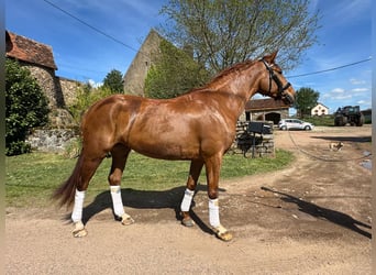Selle français, Klacz, 7 lat, 166 cm, Kasztanowata