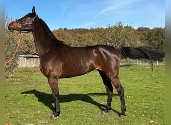 Selle français, Klacz, 7 lat, 167 cm, Ciemnogniada