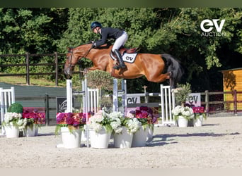 Selle français, Klacz, 7 lat, 168 cm, Gniada