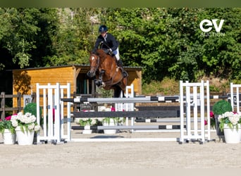 Selle français, Klacz, 7 lat, 168 cm, Gniada