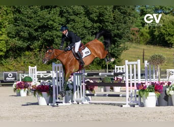Selle français, Klacz, 7 lat, 168 cm, Gniada