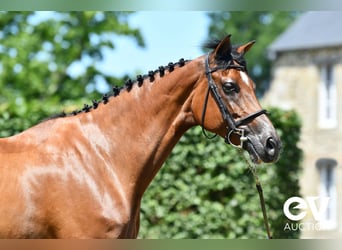 Selle français, Klacz, 7 lat, 168 cm, Gniada