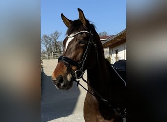 Selle français, Klacz, 8 lat, 167 cm, Gniada