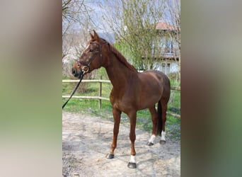 Selle français, Klacz, 8 lat, 173 cm, Ciemnokasztanowata
