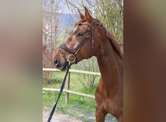 Selle français, Klacz, 8 lat, 173 cm, Ciemnokasztanowata