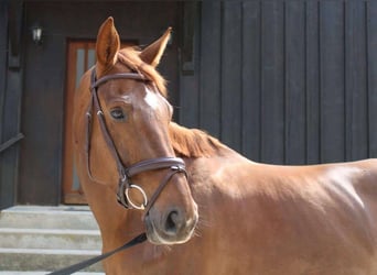 Selle français, Klacz, 8 lat, 173 cm, Ciemnokasztanowata