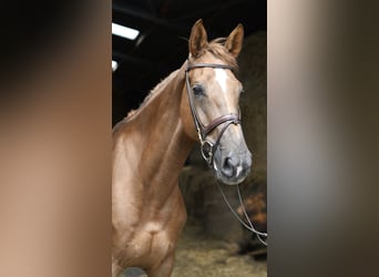 Selle français, Klacz, 8 lat, 175 cm, Ciemnokasztanowata