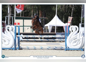 Selle français, Klacz, 9 lat, 156 cm, Kasztanowata