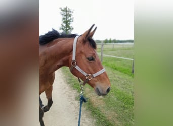 Selle français, Klacz, 9 lat, 163 cm, Gniada