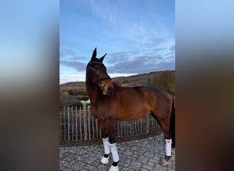 Selle français, Klacz, 9 lat, 163 cm, Gniada