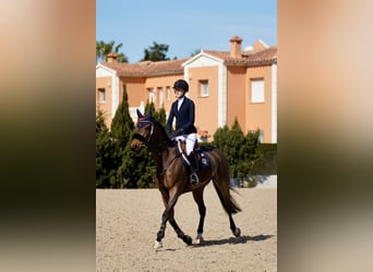 Selle français, Klacz, 9 lat, 168 cm, Gniada