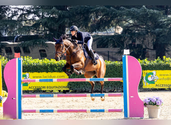 Selle français, Klacz, 9 lat, 168 cm, Gniada