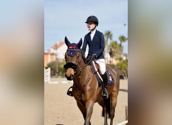 Selle français, Klacz, 9 lat, 168 cm, Gniada