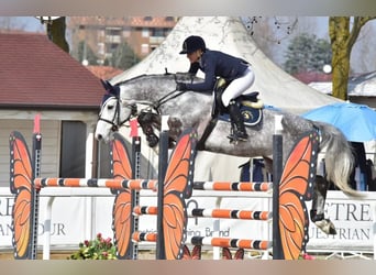 Selle français, Klacz, 9 lat, 168 cm, Siwa