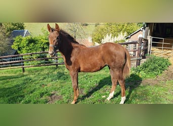 Selle français, Klacz, Źrebak (06/2025), 168 cm, Kasztanowata