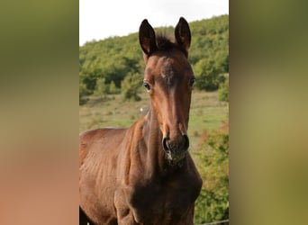 Selle français, Klacz, Źrebak (06/2025), Gniada