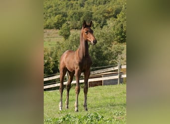 Selle français, Klacz, Źrebak (06/2025), Gniada