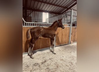 Selle français, Klacz, Źrebak (03/2026), Kasztanowata