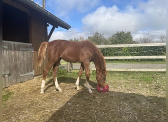 Selle français, Klacz, Źrebak (05/2024), Kasztanowata