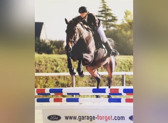 Selle Français, Mare, 10 years, 15,1 hh, Bay-Dark