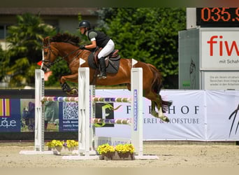 Selle Français, Mare, 10 years, 15.2 hh, Chestnut-Red