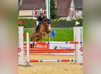 Selle Français, Mare, 10 years, 15.2 hh, Chestnut-Red