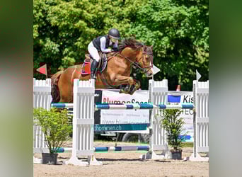Selle Français, Mare, 10 years, 15.2 hh, Chestnut-Red