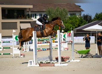 Selle Français, Mare, 10 years, 15.2 hh, Chestnut-Red