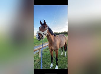 Selle Français, Mare, 10 years, 15,3 hh, Brown