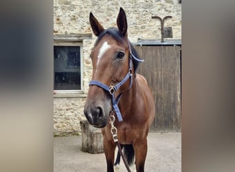 Selle Français, Mare, 10 years, 16.2 hh, Brown Selle Français, Mare, 10 years, 16.2 hh, Brown