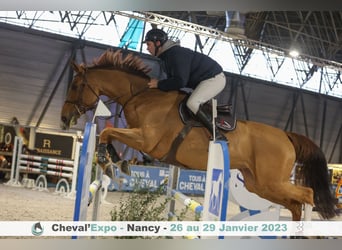 Selle Français, Mare, 10 years, 16.2 hh, Chestnut-Red