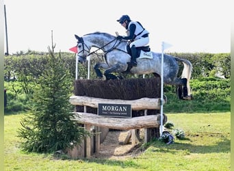 Selle Français, Mare, 10 years, 16 hh, Bay