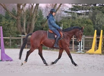 Selle Français, Mare, 10 years, 16 hh, Brown