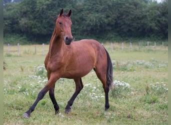 Selle Français, Mare, 10 years, 16 hh, Brown