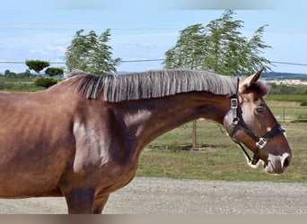 Selle Français, Mare, 10 years, 16 hh, Brown