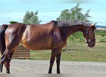 Selle Français, Mare, 10 years, 16 hh, Brown