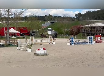 Selle Français, Mare, 10 years, 16 hh, Brown