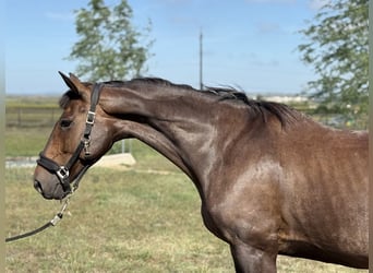 Selle Français, Mare, 10 years, 16 hh, Brown